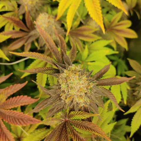Do-Si-Dos growlog photo: Final week (9) before harvest
