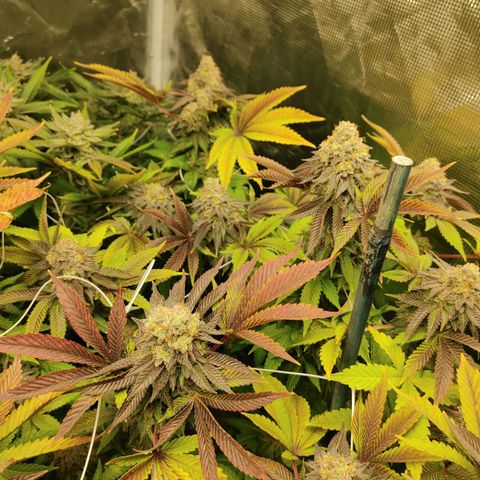 Do-Si-Dos growlog photo: Final week (9) before harvest