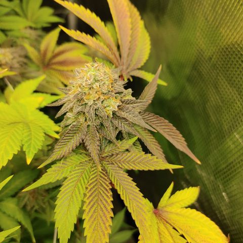 Do-Si-Dos growlog photo: Final week (9) before harvest