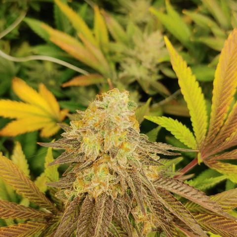 Do-Si-Dos growlog photo: Final week (9) before harvest