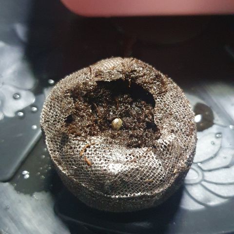 Granddaddy mango #1 growlog photo: Sementes colocadas no jiffy pra germinar as 21 horas