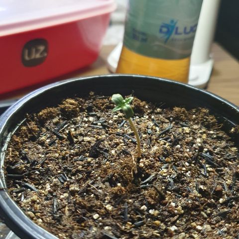 Granddaddy mango #1 growlog photo: Transplante feito com sucesso. Usei em torno de 250ml de água com fertilizante 