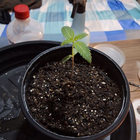 Granddaddy mango #1 growlog photo: Segunda rega, 7 dias de vida