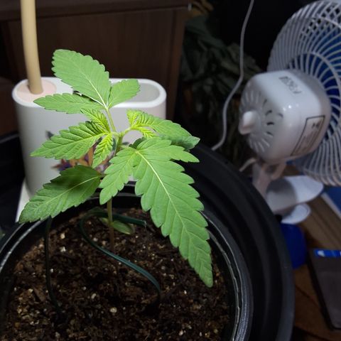 Granddaddy mango #1 growlog photo: Poda fim executada 