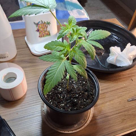 Granddaddy mango #1 growlog photo: Regado 
