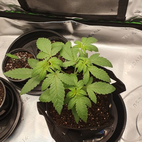 Granddaddy mango #1 growlog photo: Pos transplante 