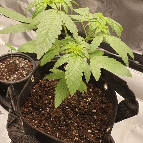 Granddaddy mango #1 growlog photo: Pos transplante 