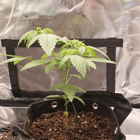 Granddaddy mango #1 growlog photo: Pos transplante 
