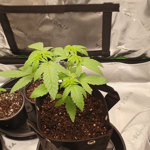 Granddaddy mango #1 growlog photo: Pos transplante 