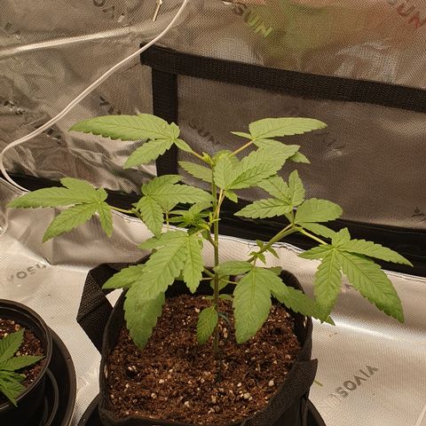 Granddaddy mango #1 growlog photo: Pós poda topping