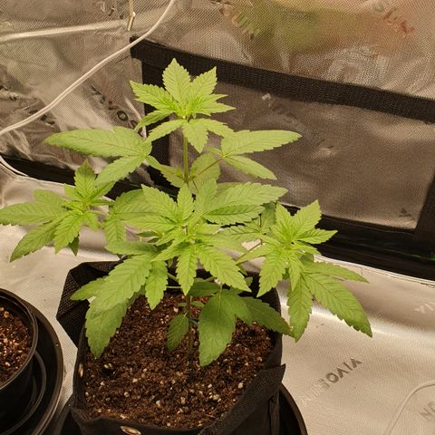 Granddaddy mango #1 growlog photo: Antes da poda topping