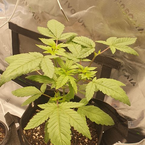 Granddaddy mango #1 growlog timeline photo