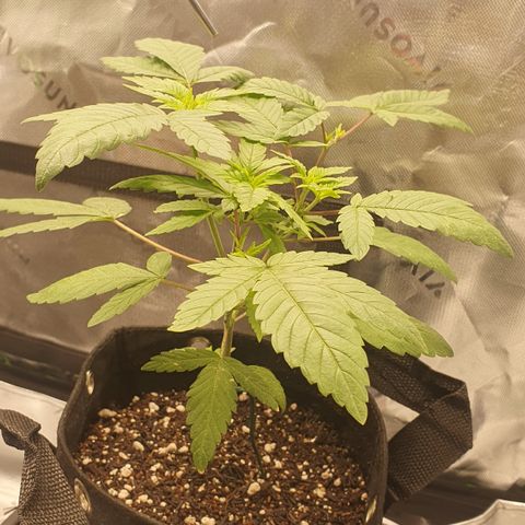 Granddaddy mango #1 growlog timeline photo