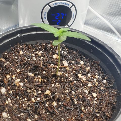 Strawberry Lemonade #3 growlog timeline photo