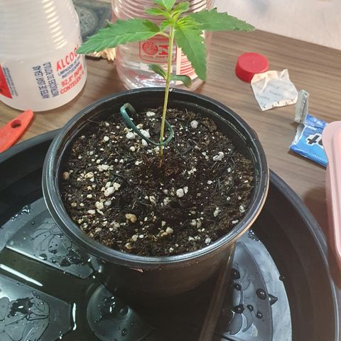 Strawberry Lemonade #2 growlog timeline photo