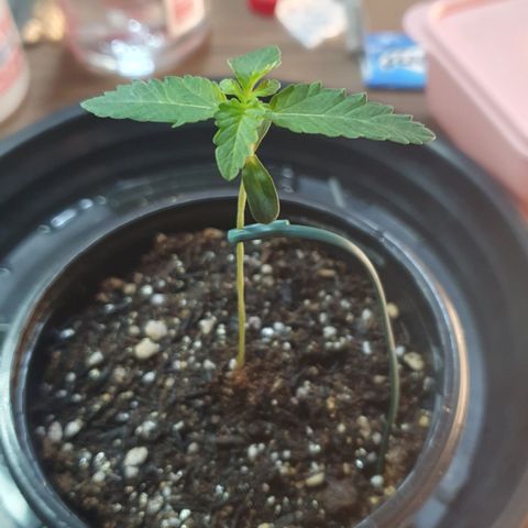 Strawberry Lemonade #1 growlog timeline photo