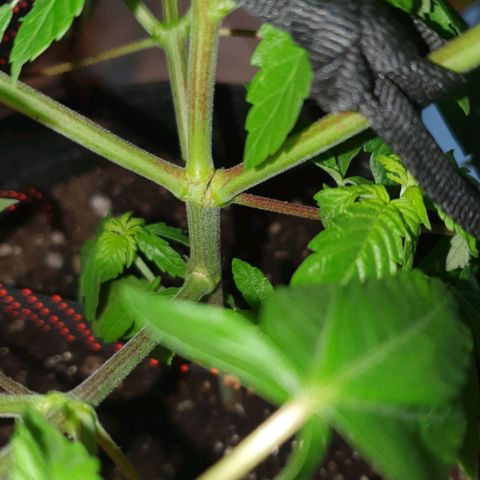 Granddaddy mango #1 growlog timeline photo