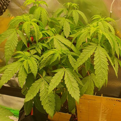 Granddaddy mango #1 growlog timeline photo