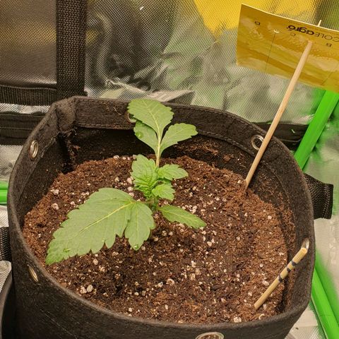 Strawberry Lemonade #3 growlog timeline photo
