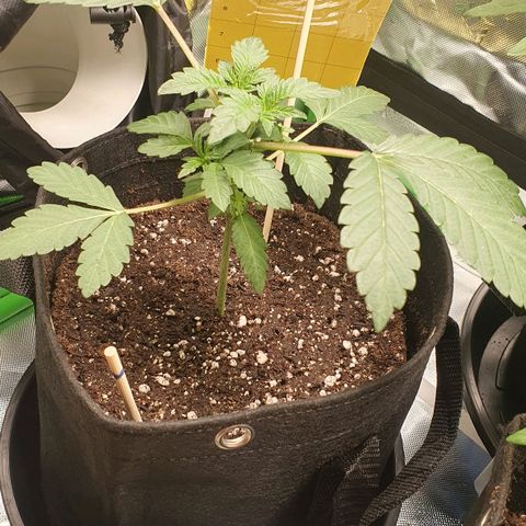 Strawberry Lemonade #1 growlog timeline photo
