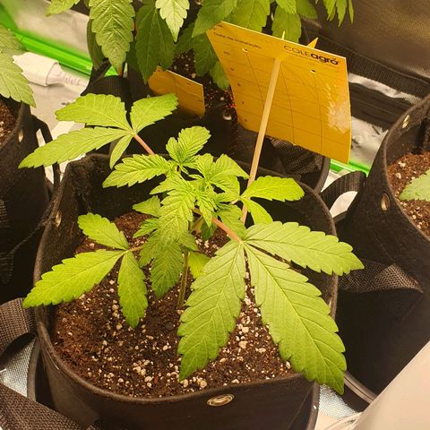 Strawberry Lemonade #2 growlog timeline photo