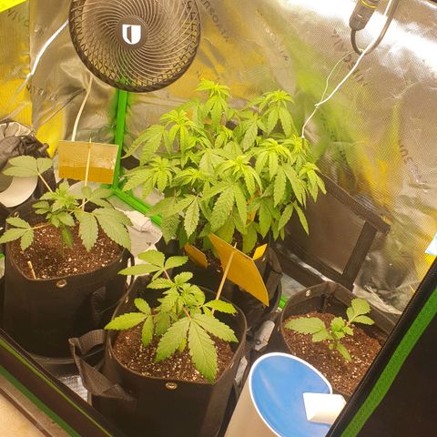 Granddaddy mango #1 growlog timeline photo