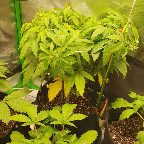 Granddaddy mango #1 growlog photo: Evolução das 4 meninas. Pretendo virar pra floração em 20 Dias