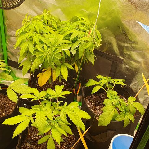 Granddaddy mango #1 growlog photo: Evolução das 4 meninas. Pretendo virar pra floração em 20 Dias