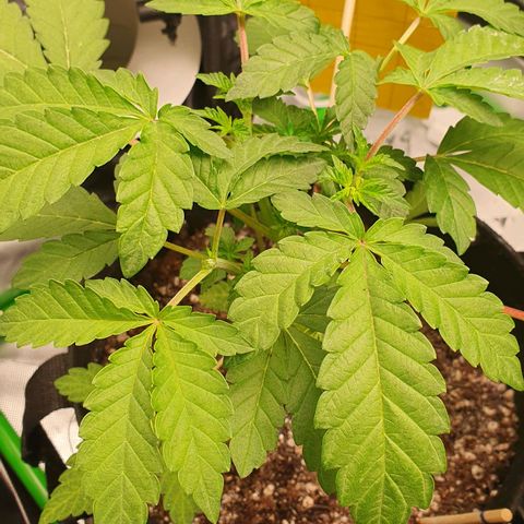 Strawberry Lemonade #1 growlog photo: Pos poda topping
