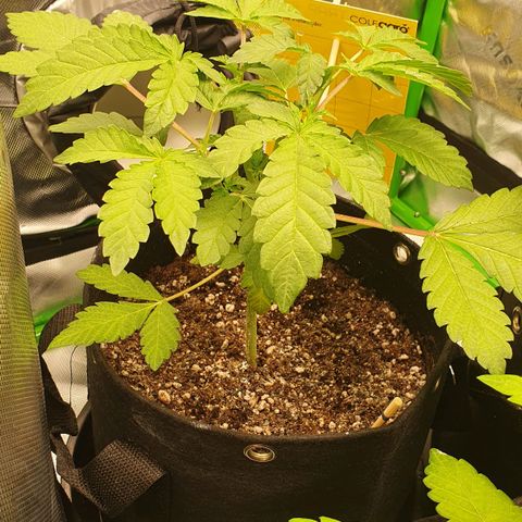 Strawberry Lemonade #1 growlog photo: Pos poda topping