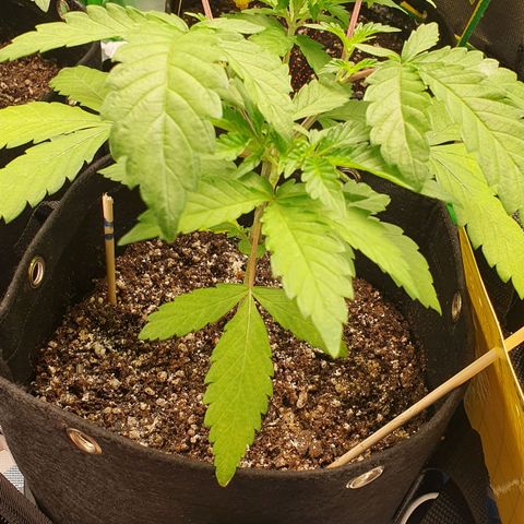 Strawberry Lemonade #2 growlog photo: Pos poda