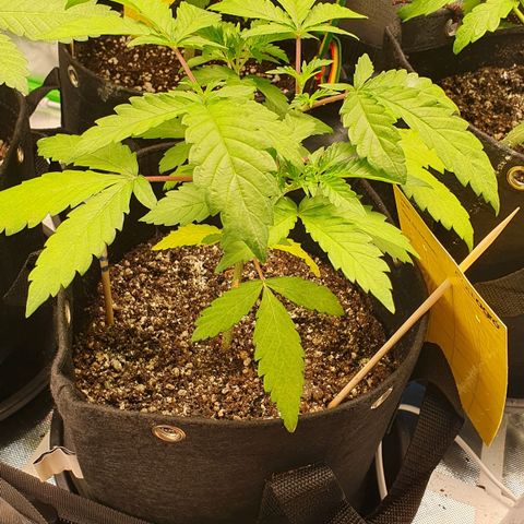 Strawberry Lemonade #2 growlog photo: Pos poda