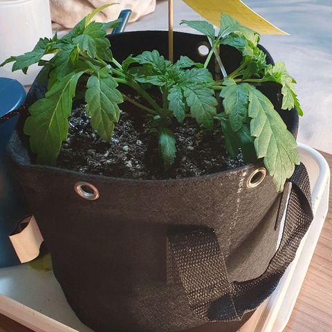 Strawberry Lemonade #3 growlog photo: Fiz amarras laterais