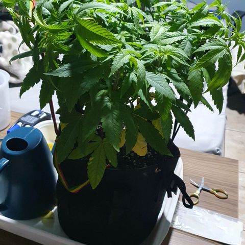 Granddaddy mango #1 growlog photo: Fiz o transplante e amarras novas