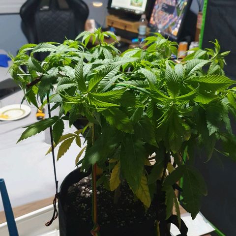 Granddaddy mango #1 growlog photo: Fiz o transplante e amarras novas