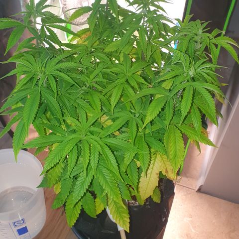Granddaddy mango #1 growlog timeline photo