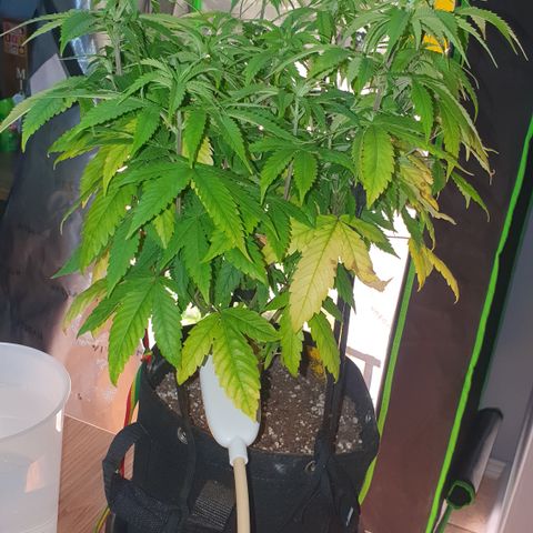 Granddaddy mango #1 growlog timeline photo