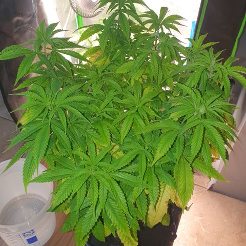 Granddaddy mango #1 growlog timeline photo