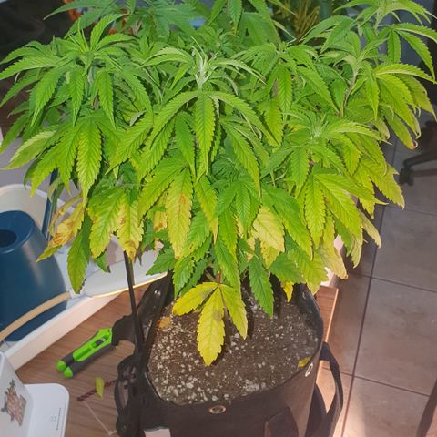 Granddaddy mango #1 growlog timeline photo