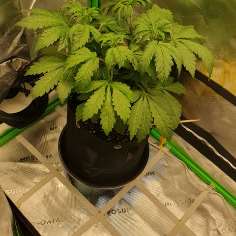 Strawberry Lemonade #3 growlog timeline photo