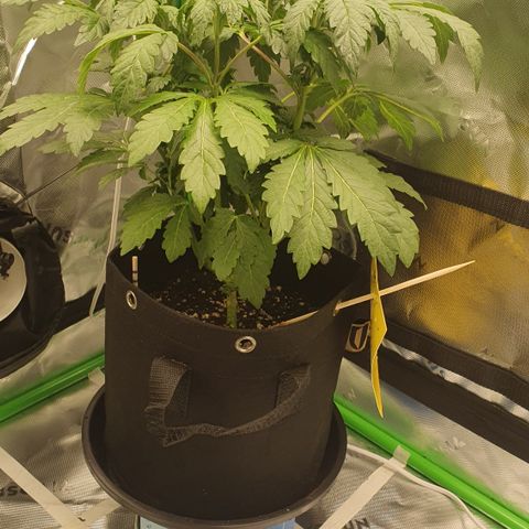 Strawberry Lemonade #3 growlog timeline photo