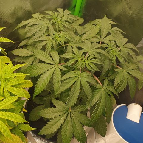 Strawberry Lemonade #1 growlog timeline photo