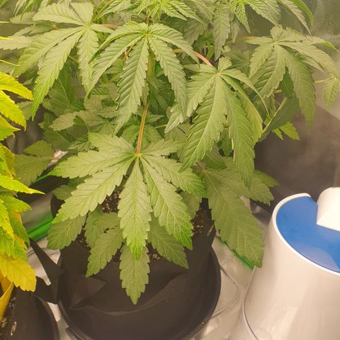 Strawberry Lemonade #1 growlog timeline photo