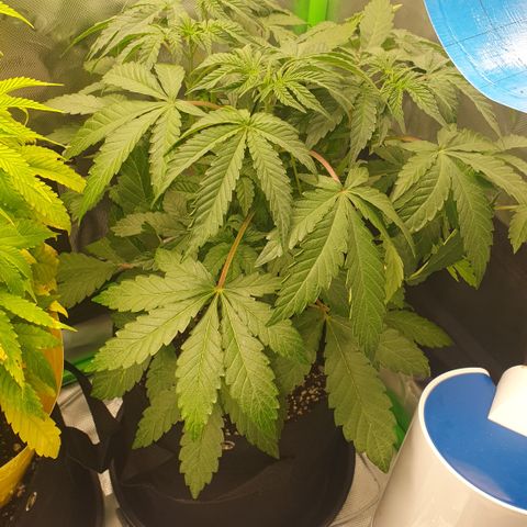 Strawberry Lemonade #1 growlog timeline photo