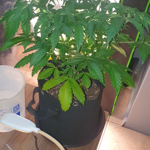 Strawberry Lemonade #2 growlog timeline photo