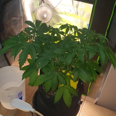 Strawberry Lemonade #2 growlog timeline photo