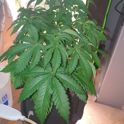 Strawberry Lemonade #2 growlog timeline photo