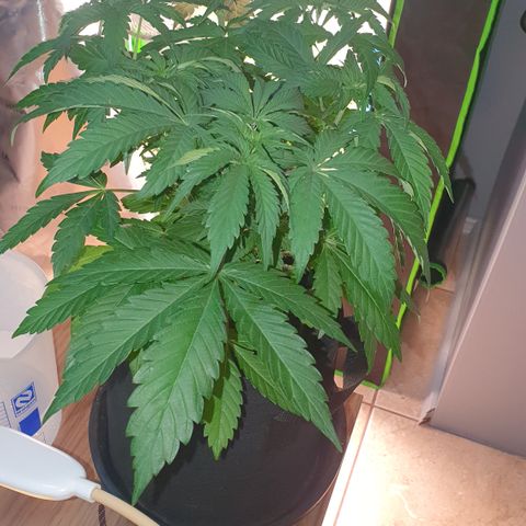 Strawberry Lemonade #2 growlog timeline photo