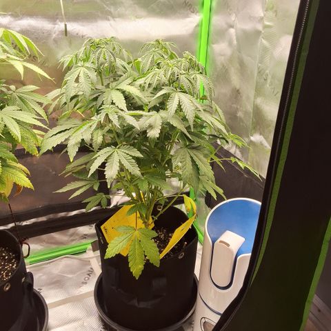 Strawberry Lemonade #1 growlog timeline photo