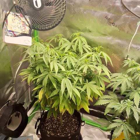 Granddaddy mango #1 growlog timeline photo